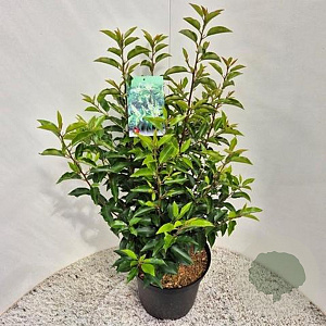 Prunus lusitanica 'Angustifolia' 70-80 cm 10L