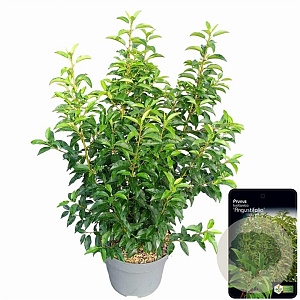 Prunus lusitanica 'Angustifolia' 70-80 cm 10L