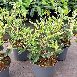Prunus lusitanica 'Variegata' 25-30 cm 3,0L