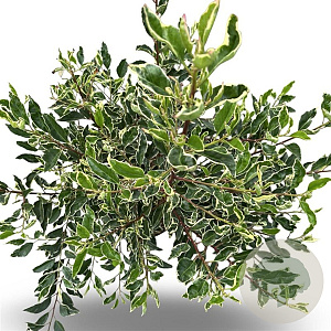 Prunus lusitanica 'Variegata' 80-100 cm 12L