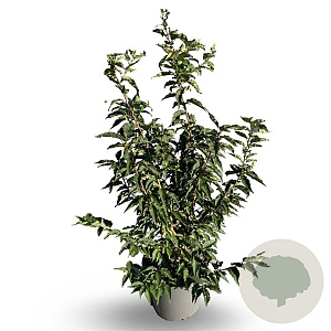 Prunus nipponica 'Brillant' 100-125 cm 12L