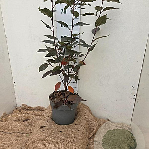Prunus ser. 'Royal Burgundy' 60-80 cm 7,5L