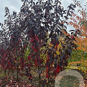 Prunus ser. 'Royal Burgundy' 300-350 cm draadkluit meerstammig