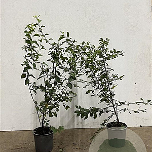 Prunus spinosa 60-80 cm 2,5L