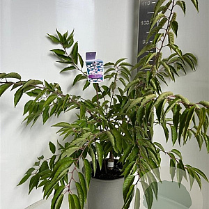 Prunus subh. 'Autumnalis' 50-60 cm 10L