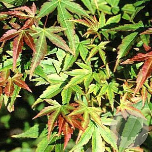 Acer pal. 'Kogane-nishiki' 300-350 cm draadkluit meerstammig paraplu