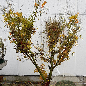 Acer palmatum 200-250 cm draadkluit solitair