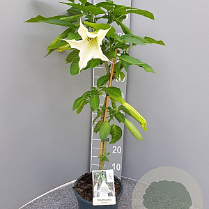 Brugmansia suaveolens 90 cm 5,0L stam