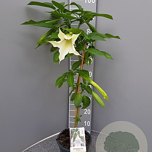 Brugmansia suaveolens 90 cm 5,0L stam
