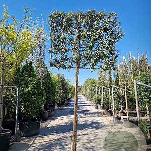 Elaeagnus ebbingei 180 cm stam container 25-30 lei 180x180