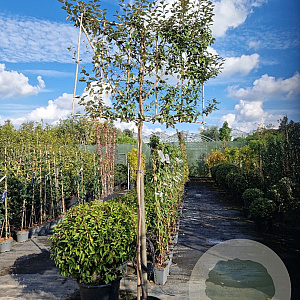 Elaeagnus ebbingei 180 cm stam container 25-30 lei 180x180