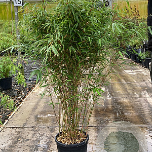 Fargesia robusta 'Campbell' 100-125 cm 15L