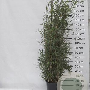 Fargesia robusta 'Campbell' 125-150 cm 15L