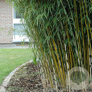 Fargesia robusta 'Campbell' 225-250 cm 15L