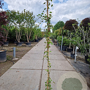 Hedera hibernica 100-125 cm 2,0L