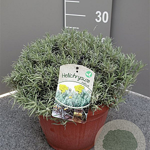 Helichrysum italicum GM C5