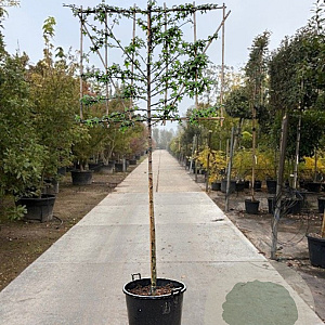 Liquidambar styraciflua 180 cm stam container 16-18 lei 180x120