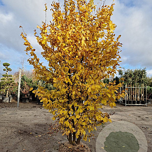 Parrotia persica 250-300 cm draadkluit meerstammig solitair