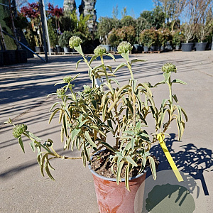 Phlomis fruticosa 3,0L