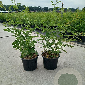 Rosa (o) canina 30-40 cm 2,0L