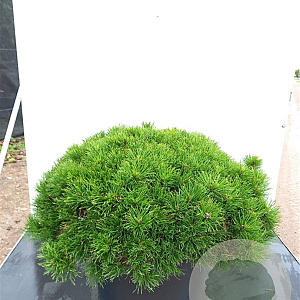 Pinus mugo pumilio 100-125 cm container paraplu