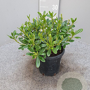 Pittosporum tob. 'Nanum' GM C3