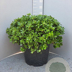 Pittosporum tob. 'Nanum' GM 45L