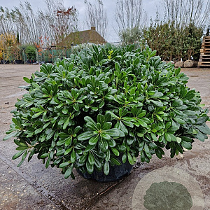 Pittosporum tob. 'Nanum' GM 45L