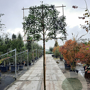Prunus l. 'Angustifolia' 180 cm stam container 20-25 lei 150x120