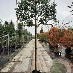 Prunus l. 'Angustifolia' 180 cm stam container 20-25 lei 150x120