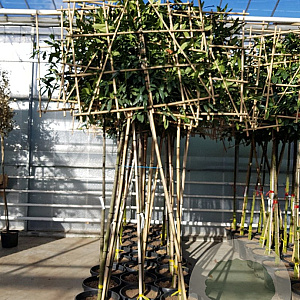 Prunus l. 'Caucasica' 10-12 cm container LEIVORM 200 cm stam