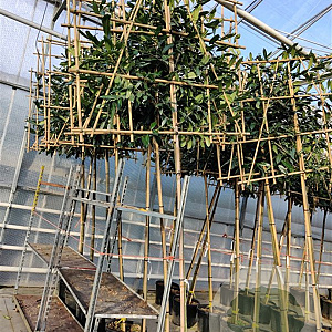 Prunus l. 'Caucasica' 10-12 cm container LEIVORM 200 cm stam