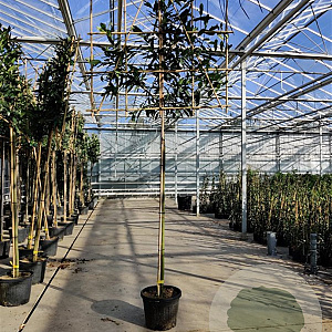 Prunus l. 'Caucasica' 10-12 cm container LEIVORM 200 cm stam