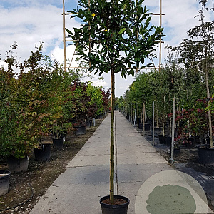 Prunus l. 'Caucasica' 10-12 cm container LEIVORM 200 cm stam