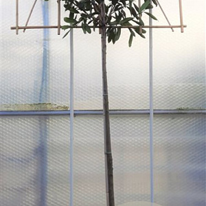 Prunus l. 'Caucasica' 10-12 cm container LEIVORM 200 cm stam