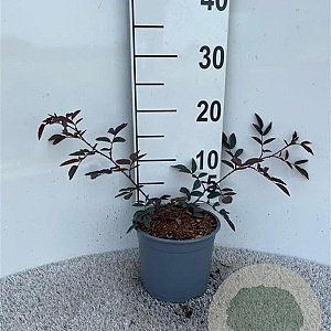 Rosa glauca 20-30 cm 2,0L