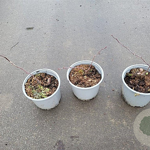 Rosa glauca 20-30 cm 2,0L