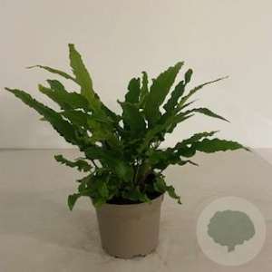 Asplenium scolopendrium GM 2,0L