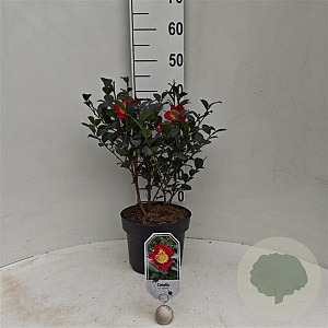 Camellia sasanqua 40-50 cm 5,0L