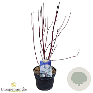 Cornus alba 30-40 cm 3,0L