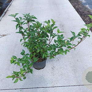 Cornus alba 'Sibirica' 60-80 cm 10L