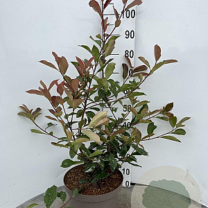 Photinia fraseri 'Red Robin' 60-80 cm 10L