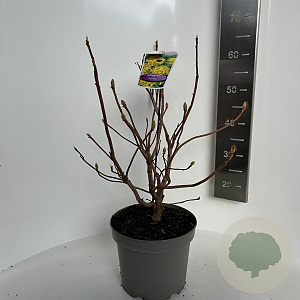 Rhododendron (AK) 'Anneke' 40-50 cm 5,0L