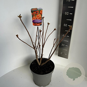 Rhododendron (AK) 'Golden Eagle' 40-50 cm 5,0L