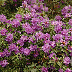 Rhododendron hippophaeoides 25-30 cm 3,5L