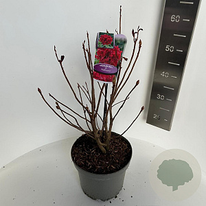 Rhododendron 'Nabucco' 40-50 cm 5,0L