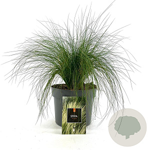 Stipa tenuissima 'Ponytails' GM 2,0L