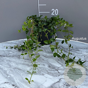 Vinca minor 'Alba' GM 2,0L