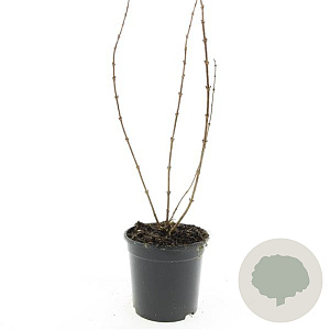 Deutzia gracilis GM C1.3