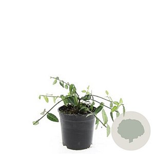 Euonymus fort. 'Tustin' GM C1.3